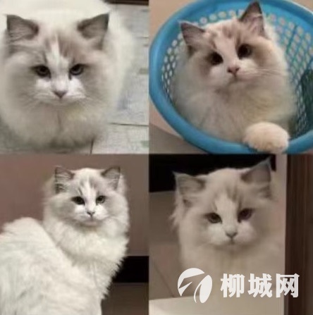 重酬寻猫	