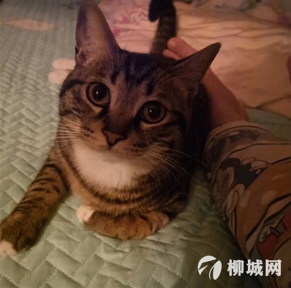 寻有缘爱猫人士领养