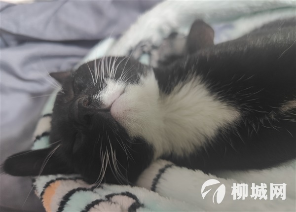 工作求租房