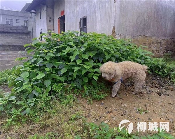 红包领养玩具贵宾