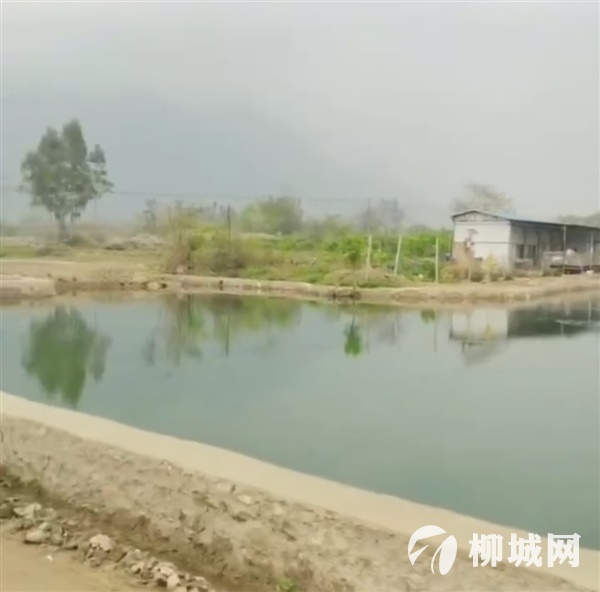 中回村鱼塘出租