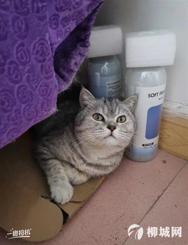 寻猫启示