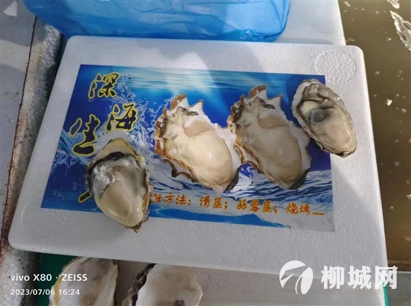 新鲜生蚝  14.5一件    26.8两件 明天早上8点半到货