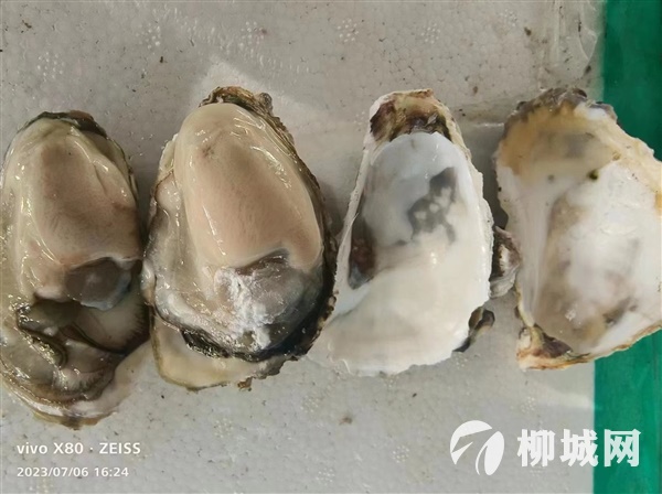 新鲜生蚝  14.5一件    26.8两件 明天早上8点半到货