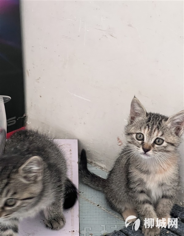柳城自养小猫蓝猫渐层串公母均有