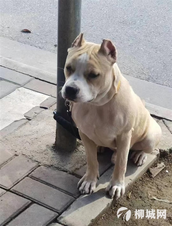 寻犬有酬谢