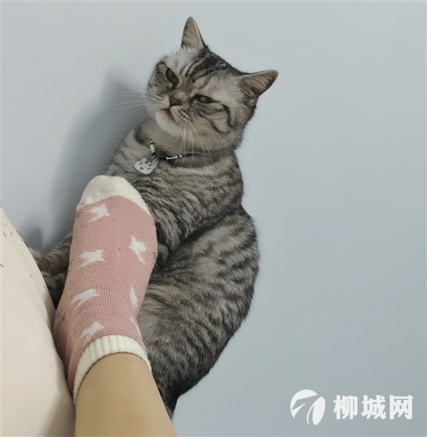 寻猫启事