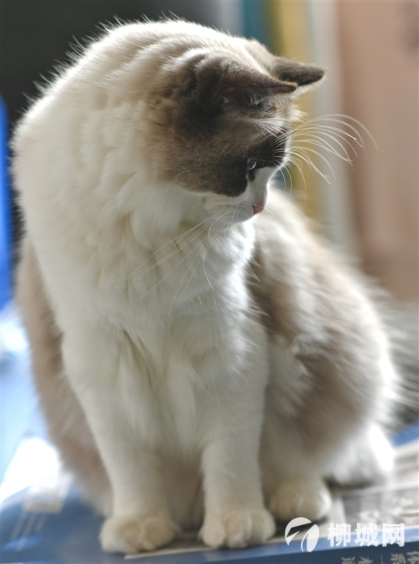 布偶猫领养
