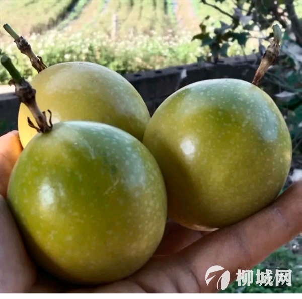 百香果，钦蜜9号，黄金百香果，百香果果农自产自销