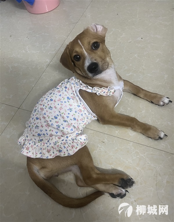 寻狗启示（寻回有赏）