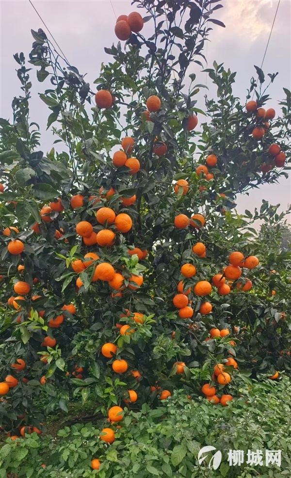 柳城凉水山采摘开园啦，入园费每人10元